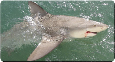 Shark Fishing Florida Keys