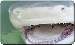 Islamorada Shark Fishing Charters